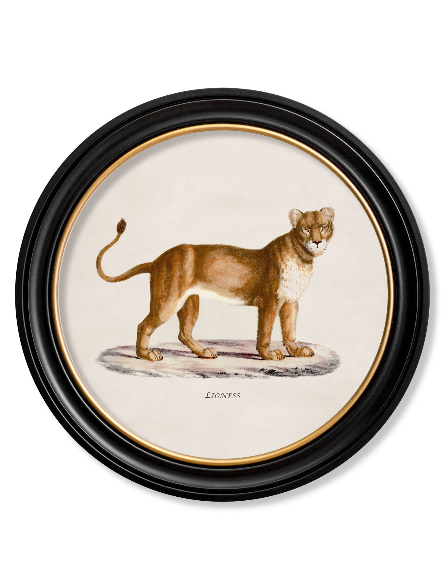 c.1800s Lion & Lioness – Round Frames styled view – Leya Buster Interiors