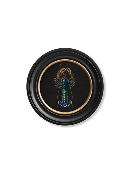 C.1876 Marine Animals in Round Frames – Black styled view – Leya Buster Interiors