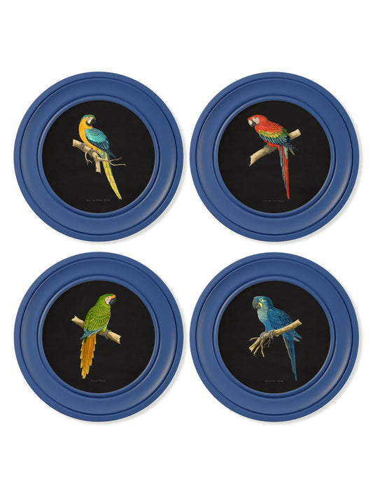 C.1884 Collection of Macaws in Round Frames Blue – framed wall art at Leya Buster Interiors