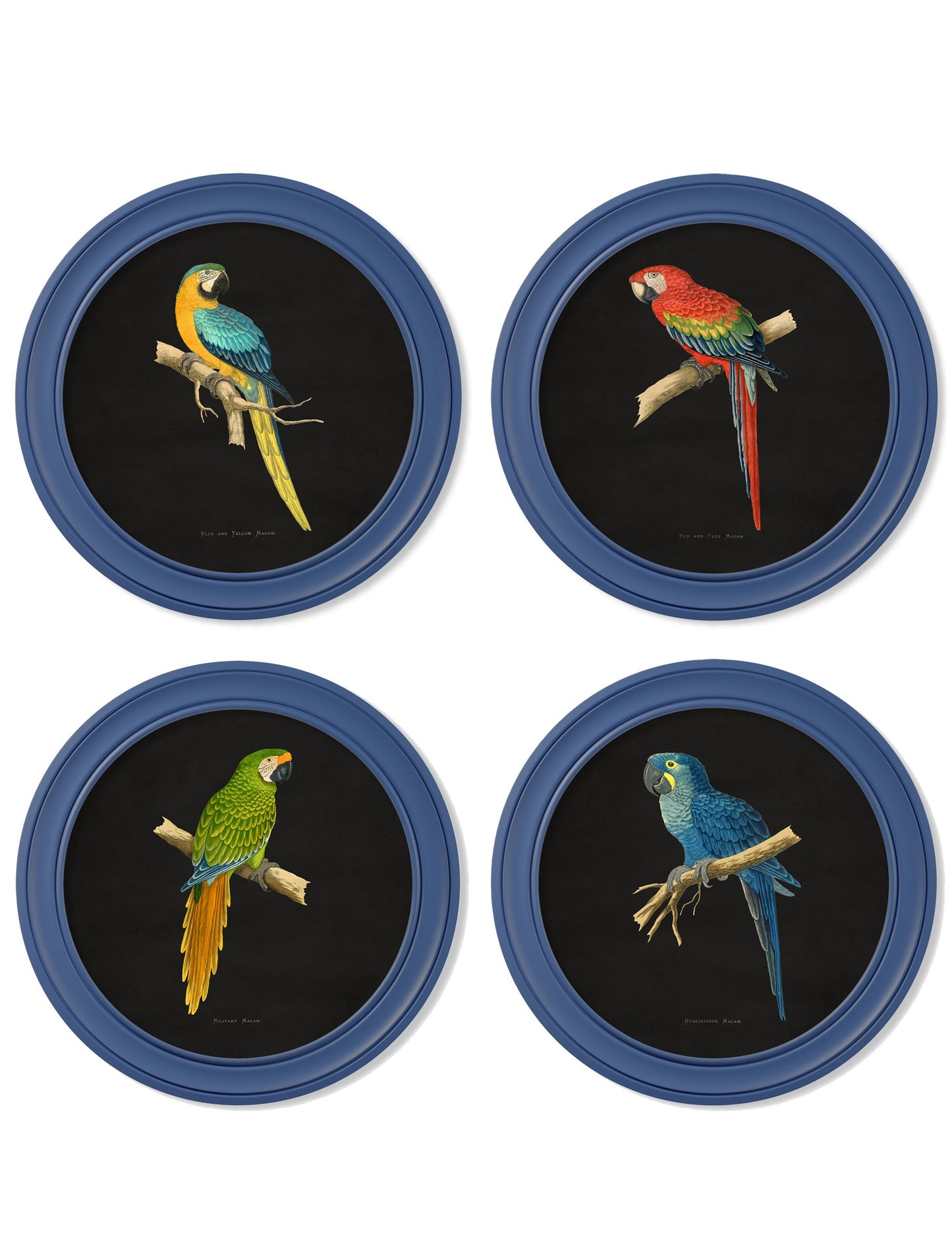 C.1884 Collection of Macaws in Round Frames Blue detail – Leya Buster Interiors