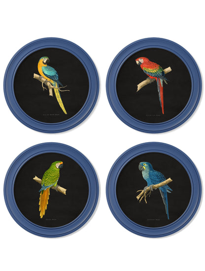 C.1884 Collection of Macaws in Round Frames Blue detail – Leya Buster Interiors