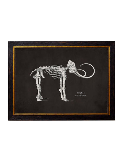 c.1870 Anatomical Skeletons – Dark styled view – Leya Buster Interiors