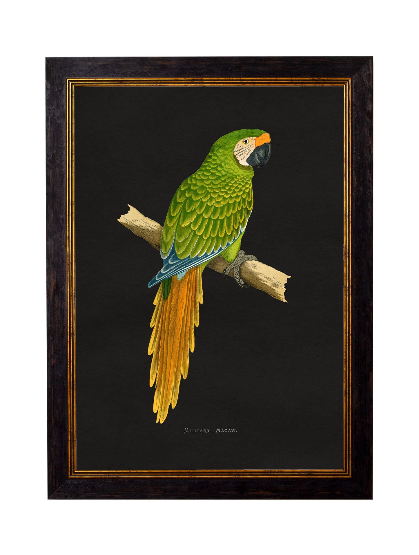 c.1884 Macaws – Dark Background styled view – Leya Buster Interiors
