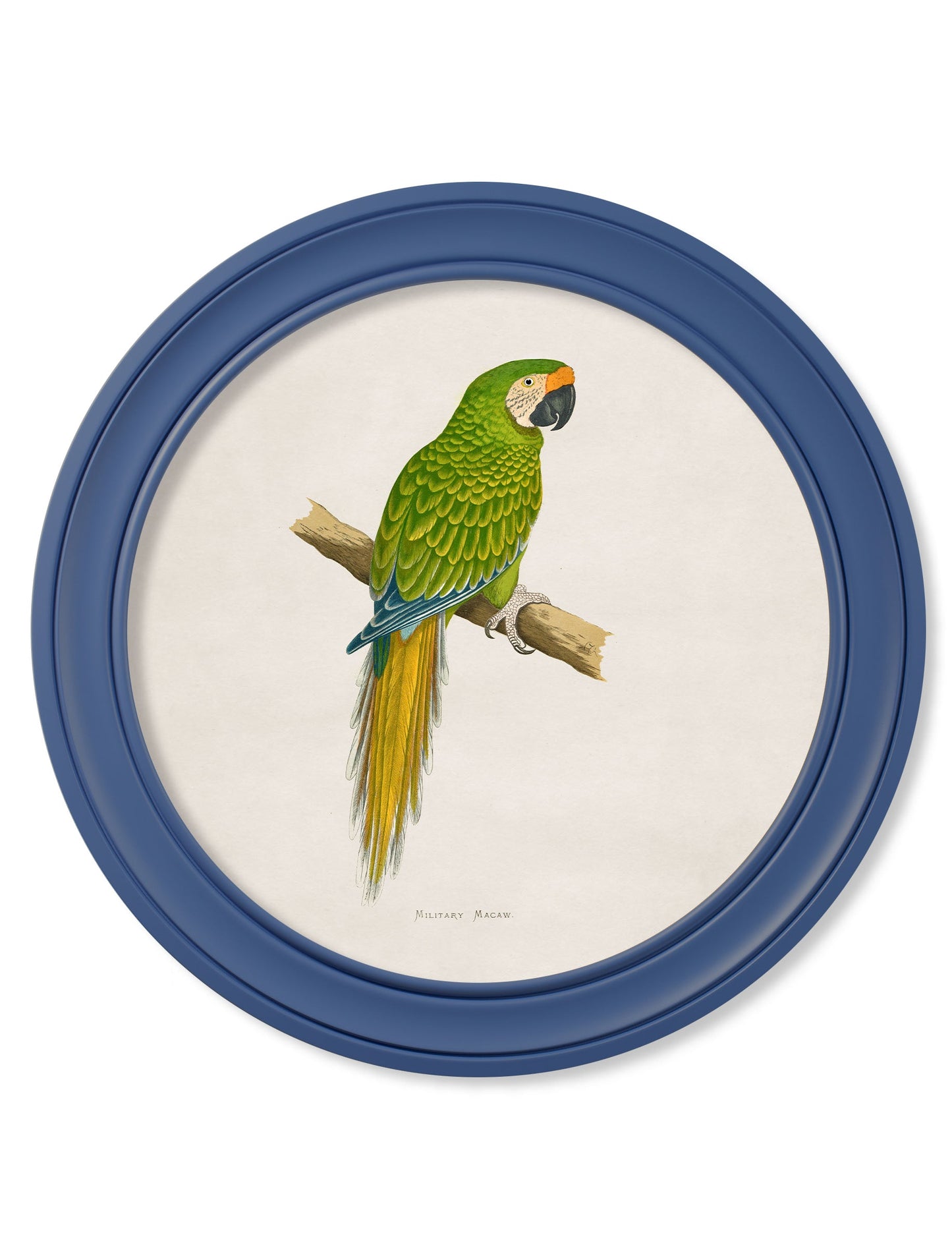 C.1884 Collection of Macaws in Round Frames Blue styled view – Leya Buster Interiors