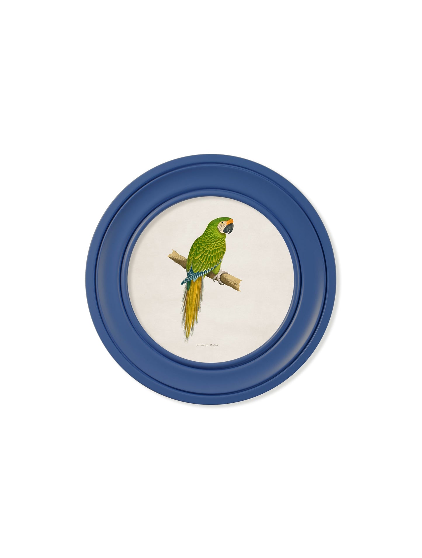 C.1884 Collection of Macaws in Round Frames Blue styled view – Leya Buster Interiors