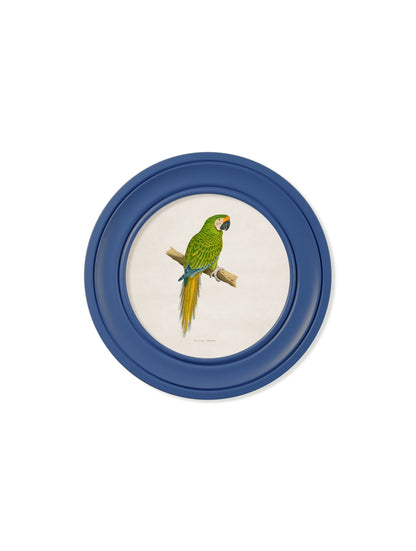 C.1884 Collection of Macaws in Round Frames Blue styled view – Leya Buster Interiors