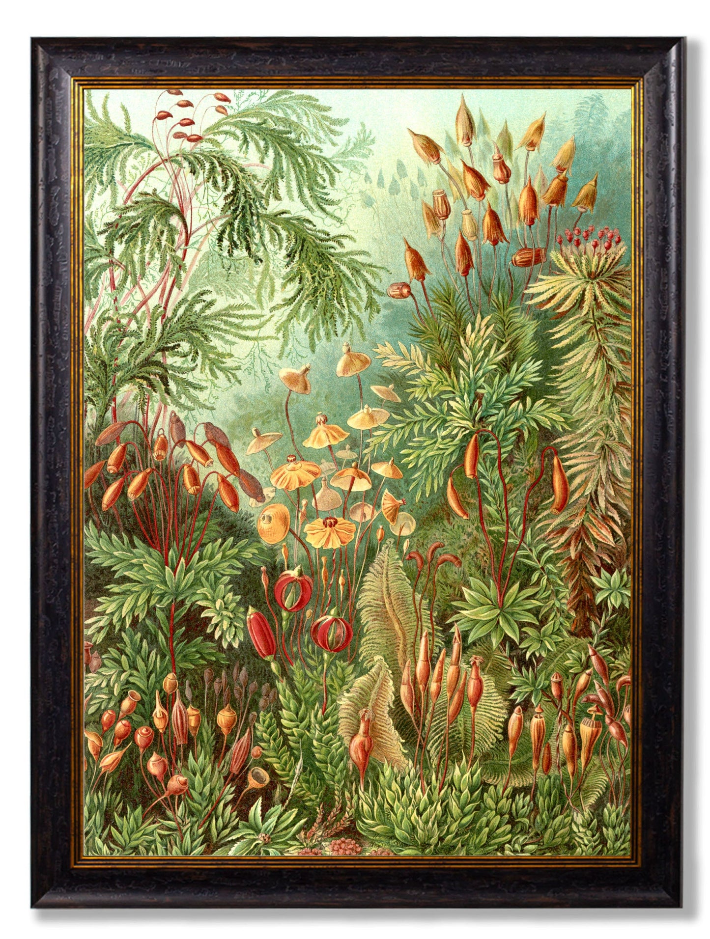 c.1904 Haeckel Flora styled view – Leya Buster Interiors