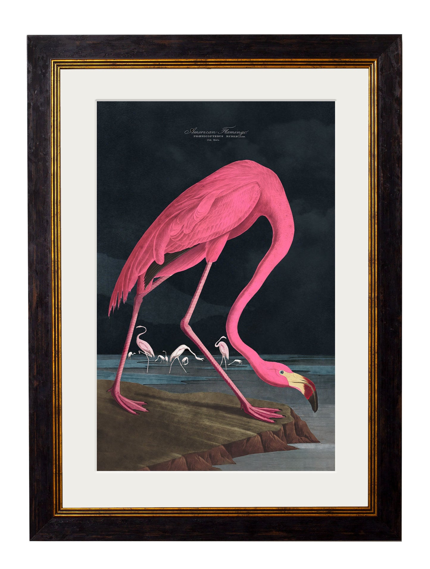 c.1838 Audubon's Flamingo – Dark detail – Leya Buster Interiors