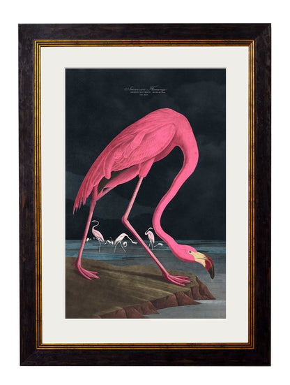 c.1838 Audubon's Flamingo – Dark detail – Leya Buster Interiors