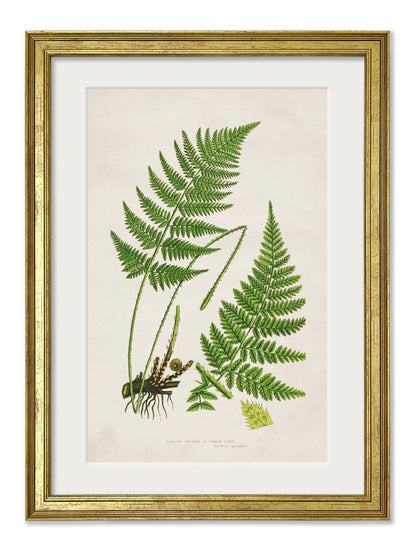 Collection of 6 Ferns styled view – Leya Buster Interiors