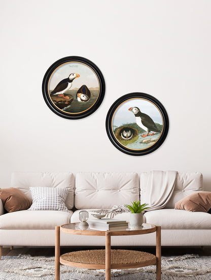 c.1838 Audubon's Puffins – Round Frame – framed wall art at Leya Buster Interiors