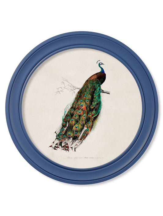 c.1847 Peacocks in Round Frames Light – Blue – framed wall art at Leya Buster Interiors