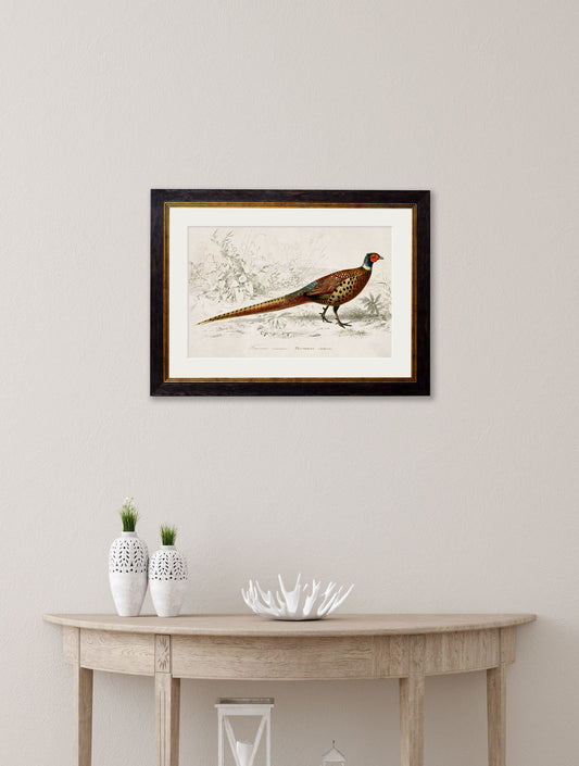 c.1850's Pheasant - Oxford Frame