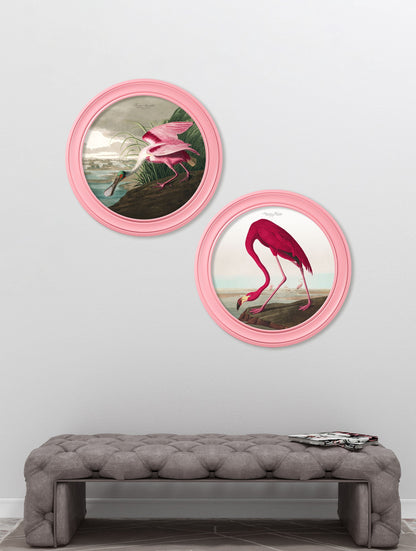 c.1838 Audubon's Flamingo in Pink Frame – framed wall art at Leya Buster Interiors