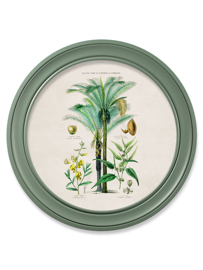 c.1877 Tropical Plants Used as Food and Clothing – Round Frame Green styled view – Leya Buster Interiors