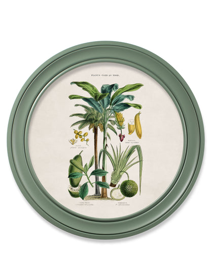 c.1877 Tropical Plants Used as Food and Clothing – Round Frame Green styled view – Leya Buster Interiors