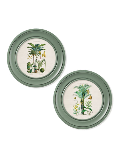c.1877 Tropical Plants Used as Food and Clothing – Round Frame Green – framed wall art at Leya Buster Interiors