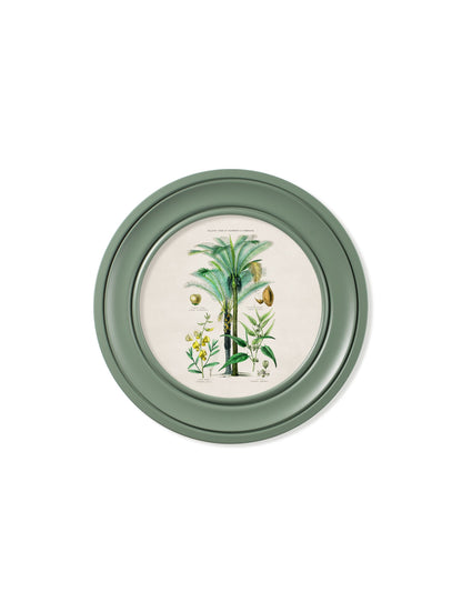 c.1877 Tropical Plants Used as Food and Clothing – Round Frame Green styled view – Leya Buster Interiors