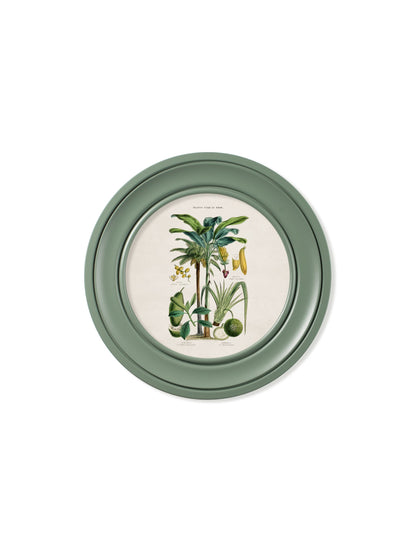 c.1877 Tropical Plants Used as Food and Clothing – Round Frame Green styled view – Leya Buster Interiors
