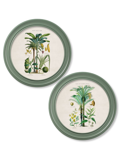 c.1877 Tropical Plants Used as Food and Clothing – Round Frame Green detail – Leya Buster Interiors