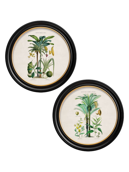 c.1877 Tropical Plants Used as Food and Clothing – Round Frame detail – Leya Buster Interiors