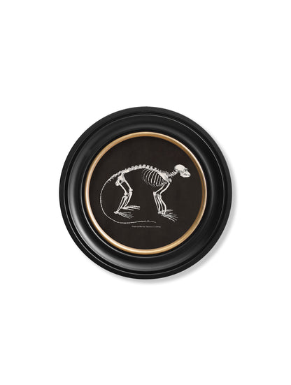 c.1870 Anatomical Skeletons – Dark – Round Frames styled view – Leya Buster Interiors