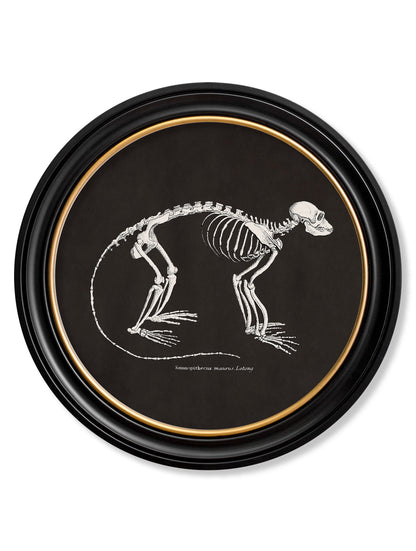c.1870 Anatomical Skeletons – Dark – Round Frames styled view – Leya Buster Interiors