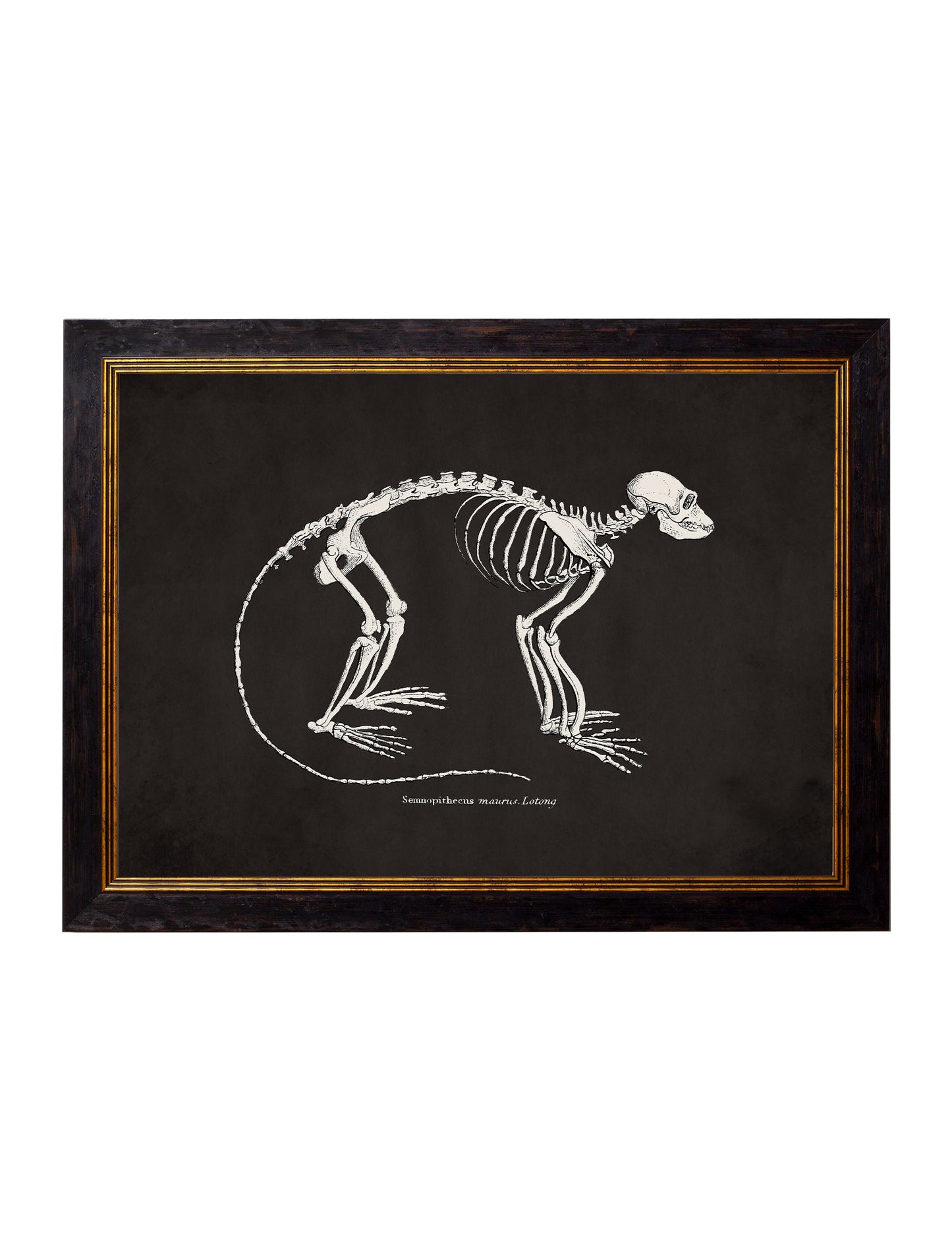 c.1870 Anatomical Skeletons – Dark styled view – Leya Buster Interiors