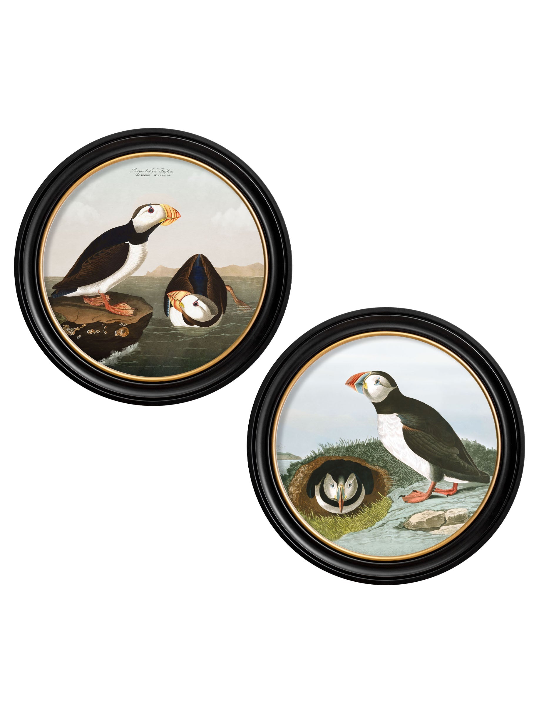 c.1838 Audubon's Puffins – Round Frame detail – Leya Buster Interiors