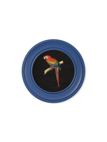 C.1884 Collection of Macaws in Round Frames Blue styled view – Leya Buster Interiors