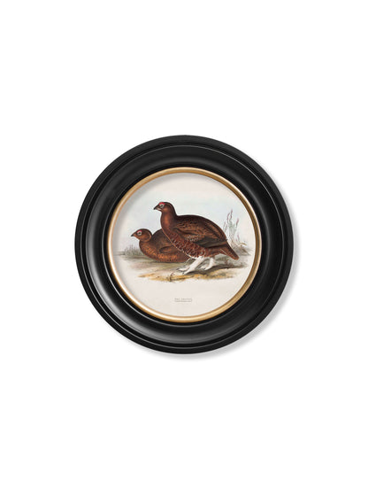 c.1837's British Game Birds – Round styled view – Leya Buster Interiors