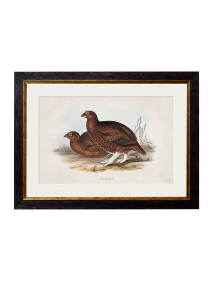c.1837's British Game Birds styled view – Leya Buster Interiors