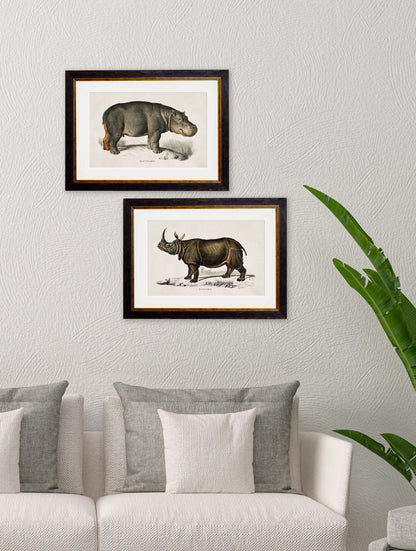 c.1846 Rhino & Hippo – framed wall art at Leya Buster Interiors