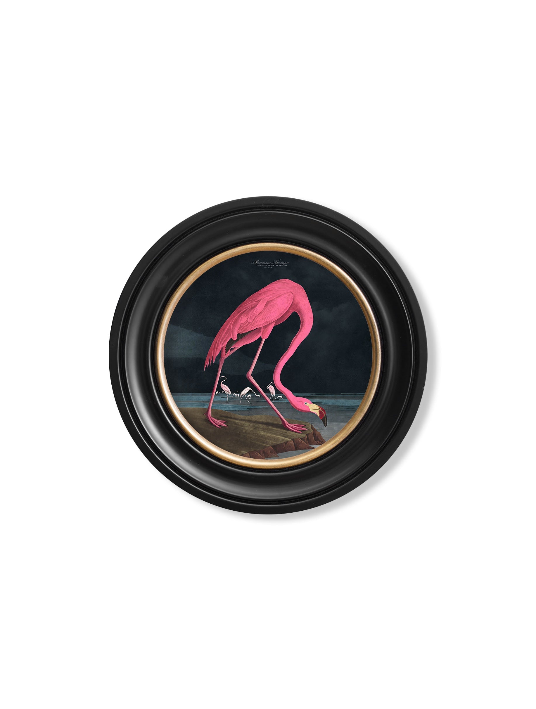 c.1838 Audubon's Flamingo – Dark – Round Frame styled view – Leya Buster Interiors