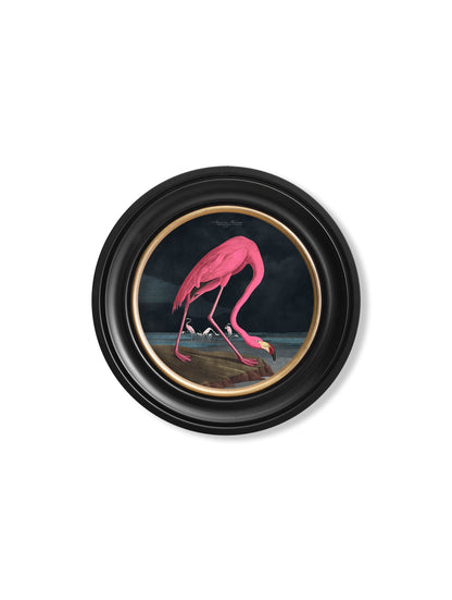 c.1838 Audubon's Flamingo – Dark – Round Frame styled view – Leya Buster Interiors