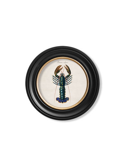 c.1876 Marine Animals in Round Frames styled view – Leya Buster Interiors