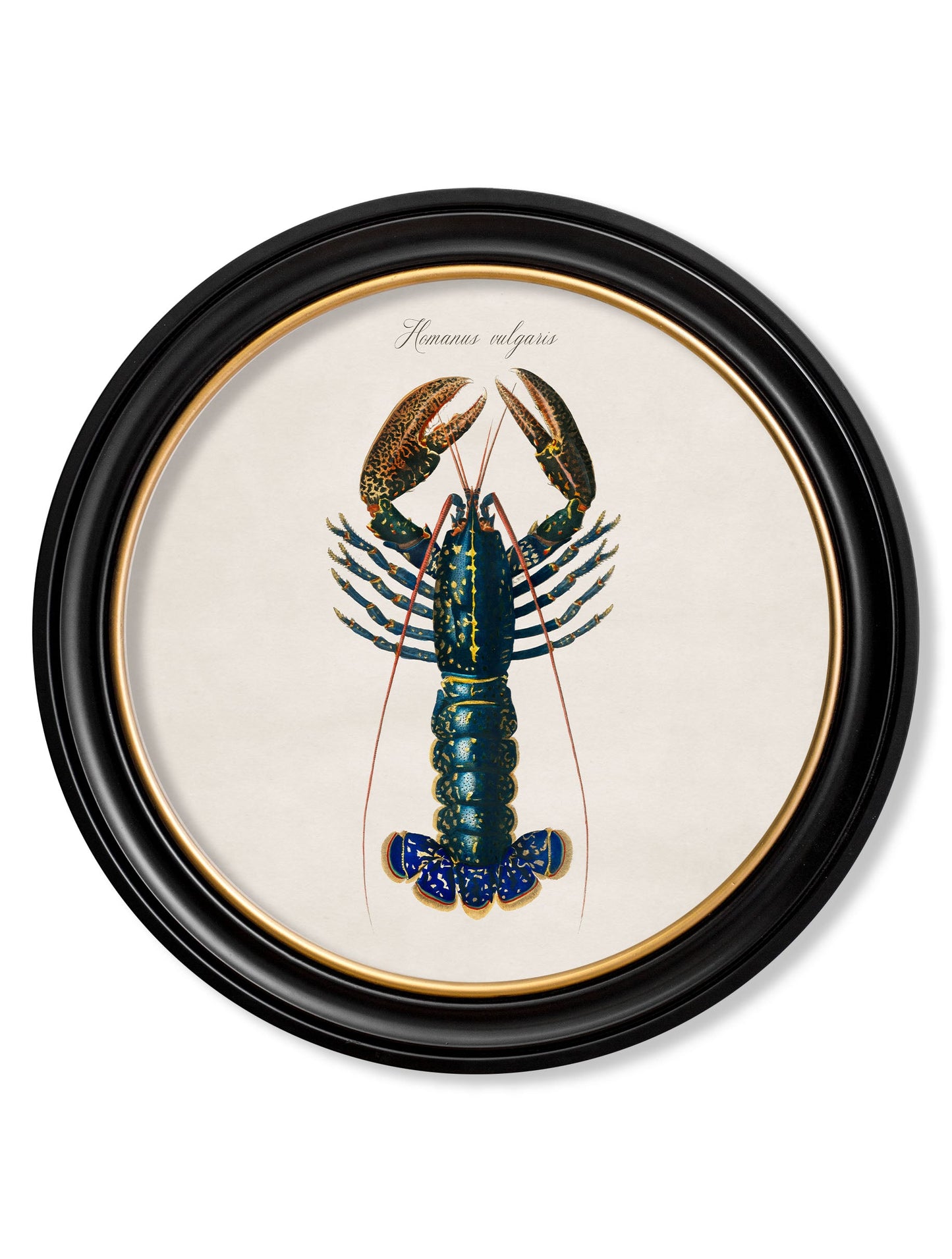 c.1876 Marine Animals in Round Frames styled view – Leya Buster Interiors