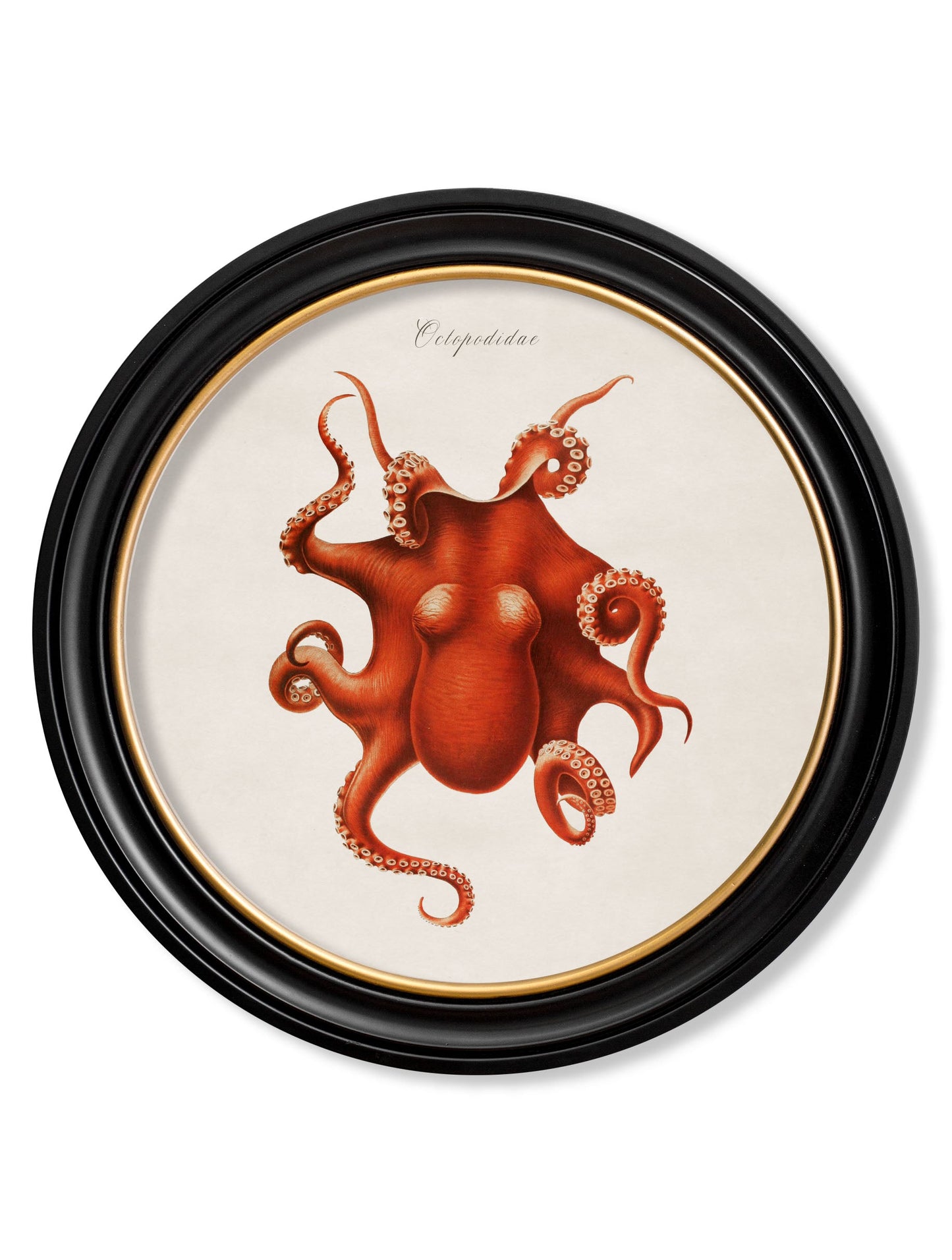 c.1876 Marine Animals in Round Frames styled view – Leya Buster Interiors