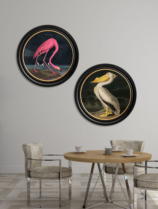 c.1838 Audubon's Flamingo – Dark – Round Frame – framed wall art at Leya Buster Interiors