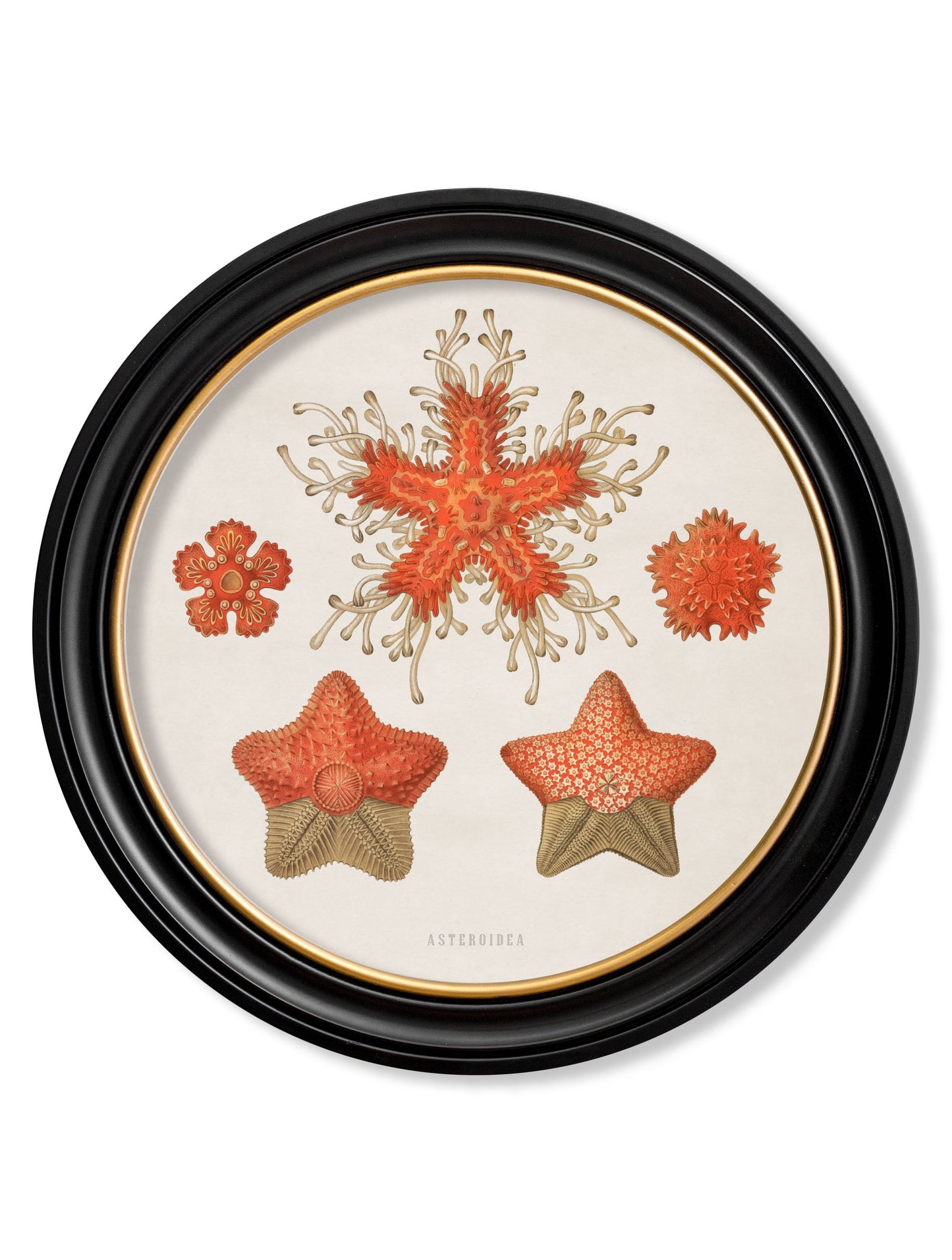 c.1904 Haeckel Sealife – Round Frames styled view – Leya Buster Interiors