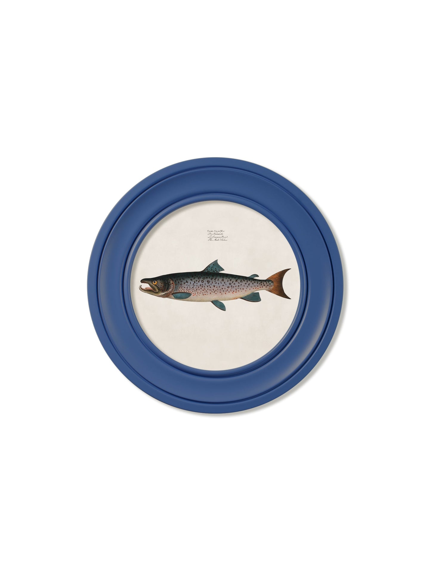 c.1785 Studies of Salmon – Round Frame Blue styled view – Leya Buster Interiors