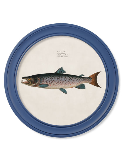c.1785 Studies of Salmon – Round Frame Blue styled view – Leya Buster Interiors
