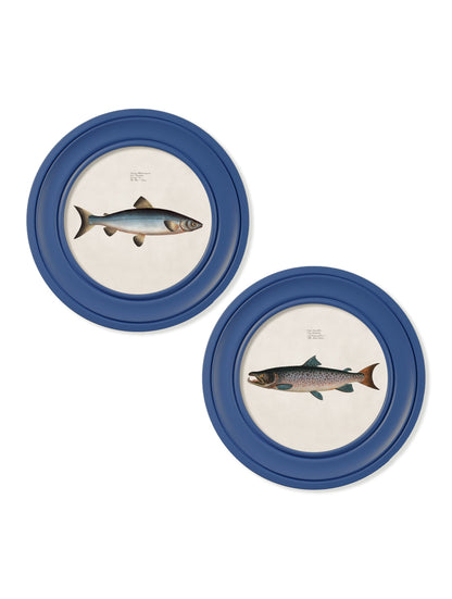 c.1785 Studies of Salmon – Round Frame Blue – framed wall art at Leya Buster Interiors