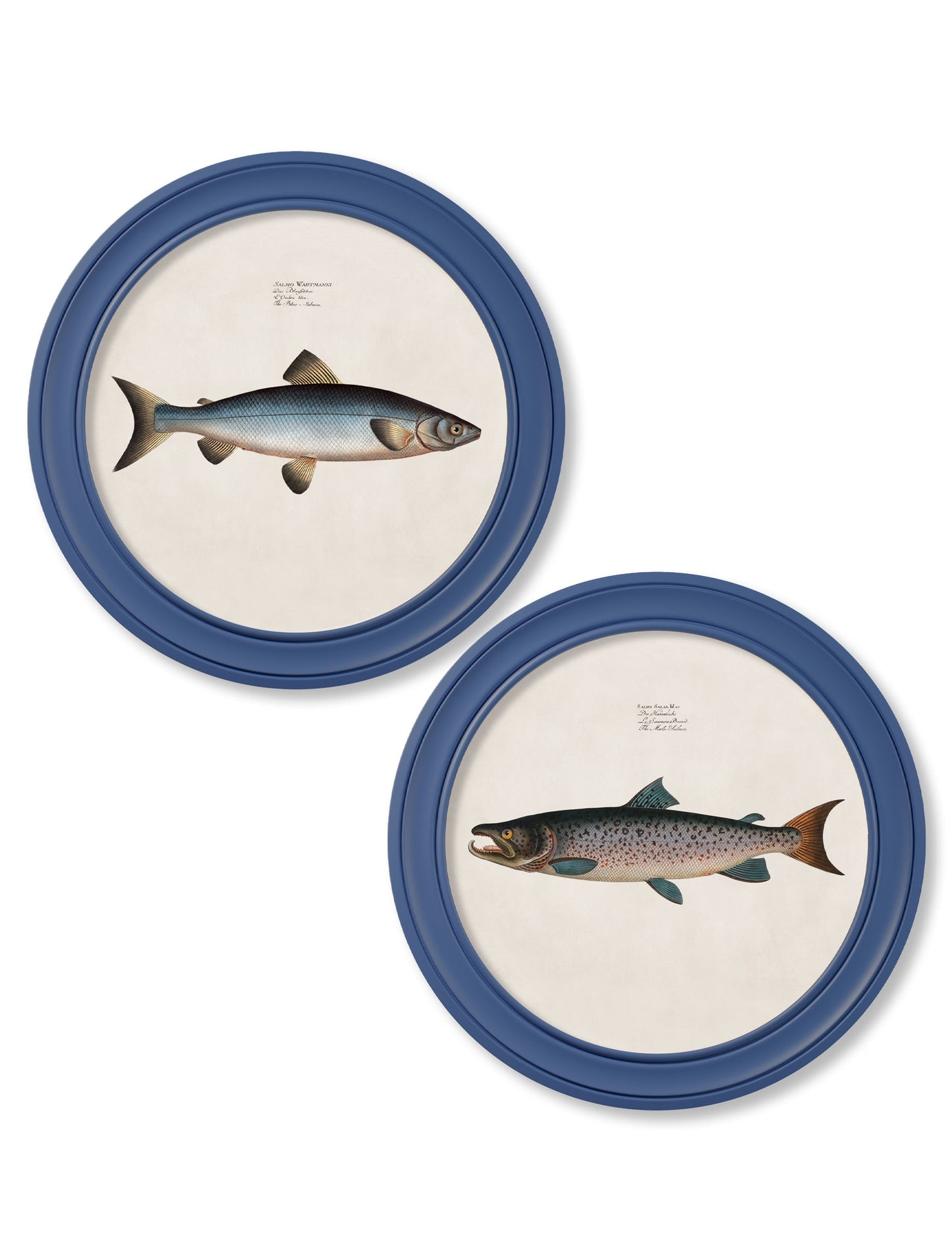 c.1785 Studies of Salmon – Round Frame Blue detail – Leya Buster Interiors