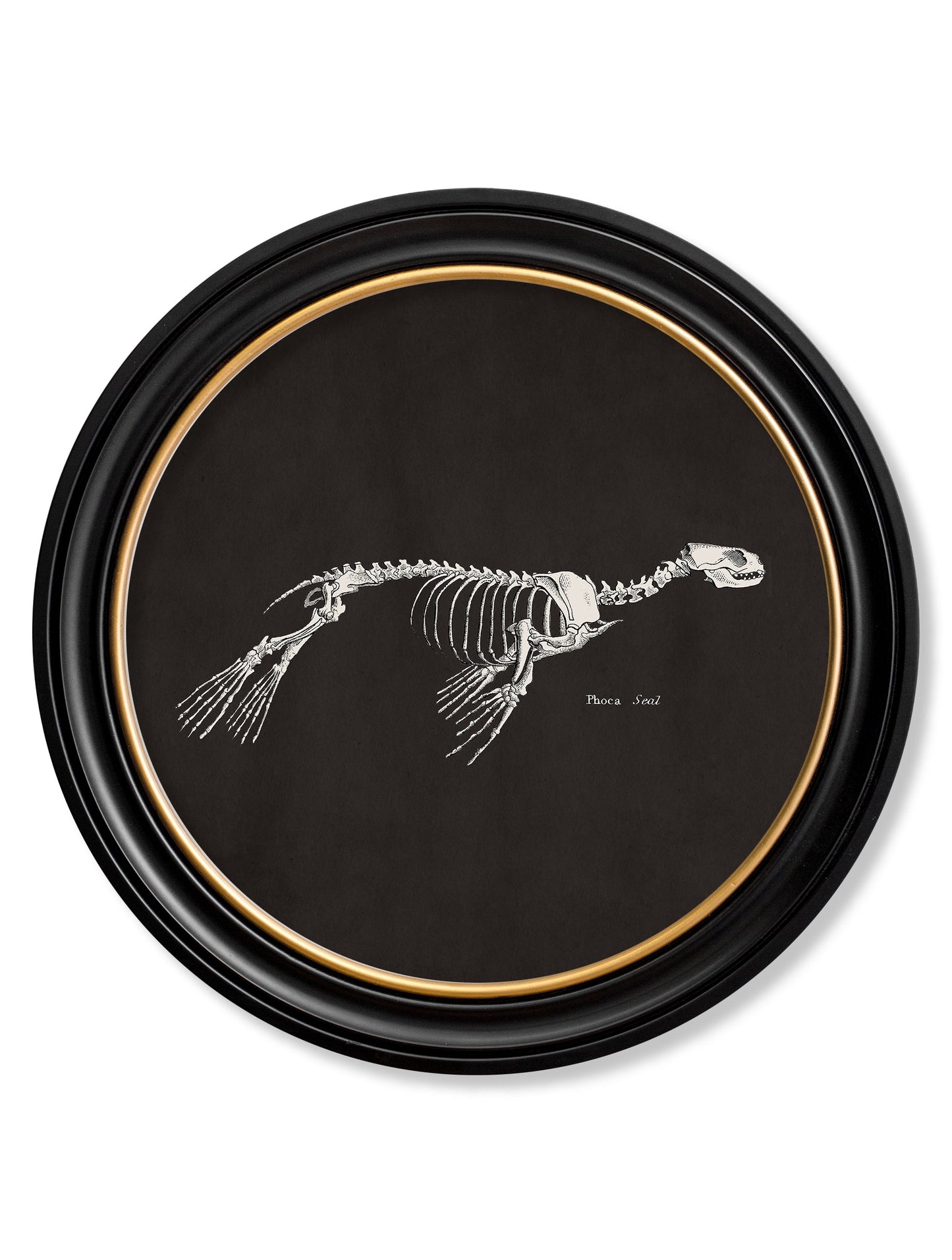 c.1870 Anatomical Skeletons – Dark – Round Frames styled view – Leya Buster Interiors