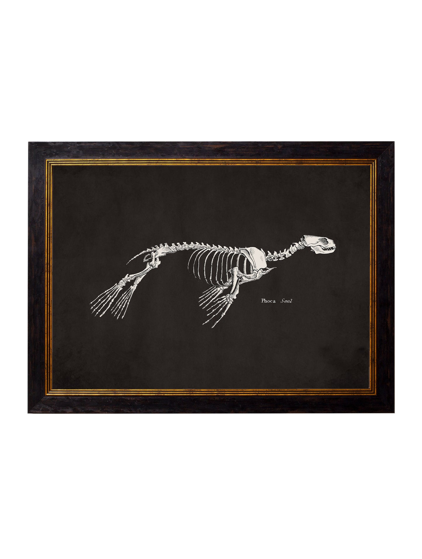 c.1870 Anatomical Skeletons – Dark styled view – Leya Buster Interiors