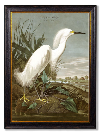 c.1838 Audubon's Herons styled view – Leya Buster Interiors