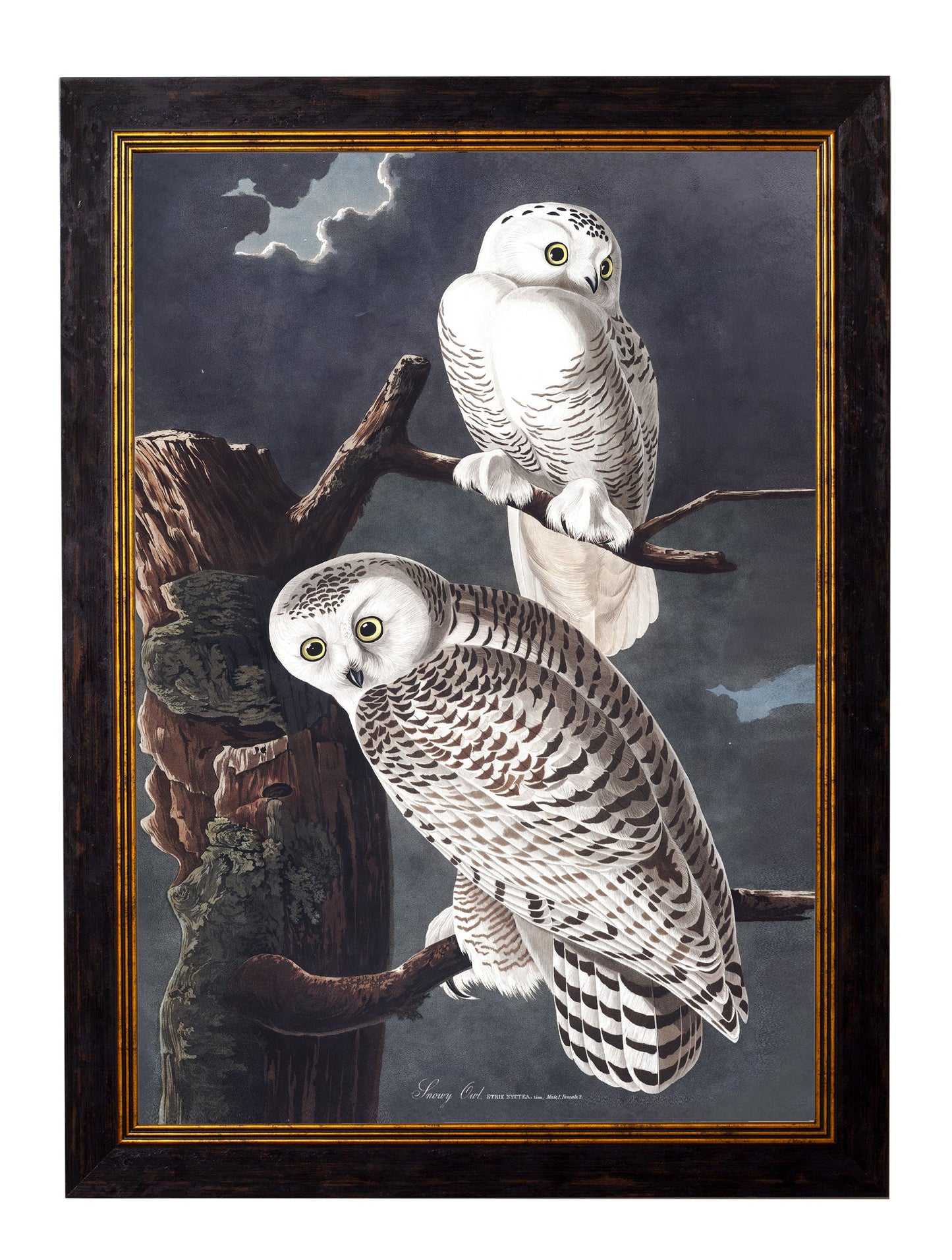 c.1838 Audubon's Owls