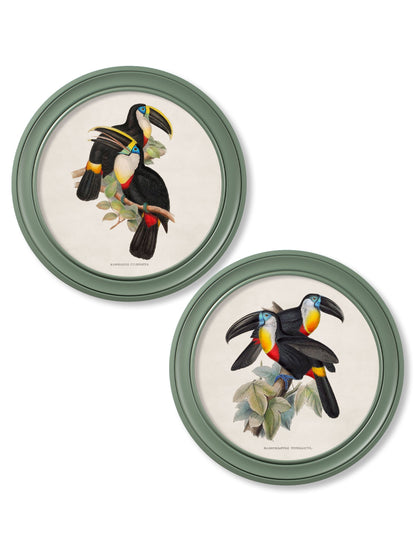 c.1848 Toucans – Round Frames Green detail – Leya Buster Interiors