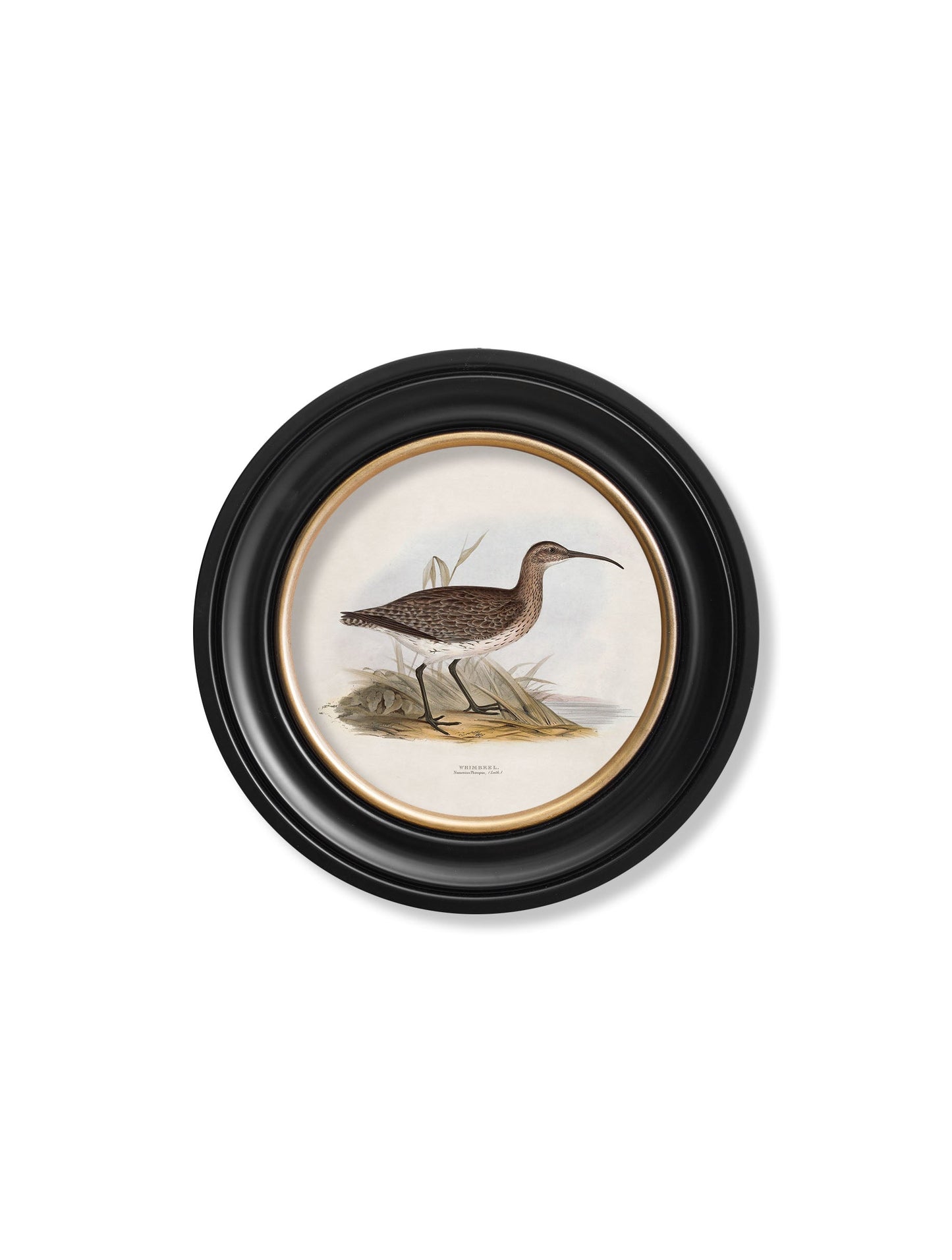 c.1837's British Coastal Birds – Round styled view – Leya Buster Interiors